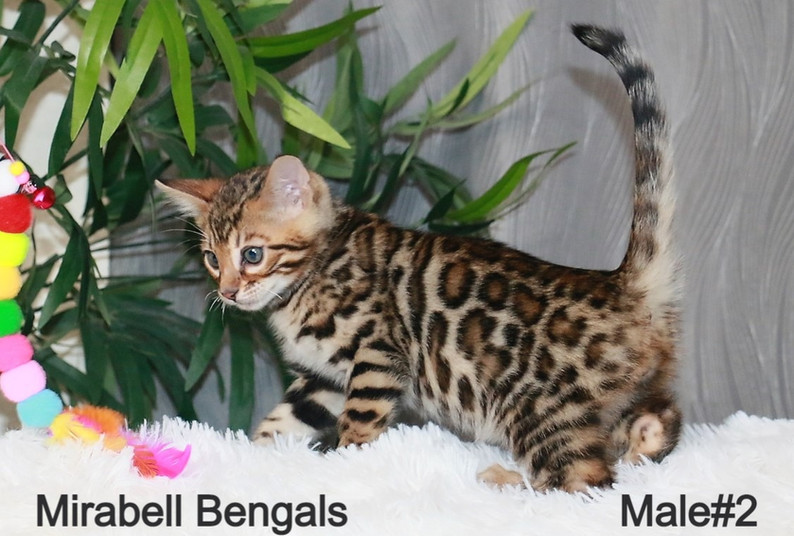 Available Kittens Bengal Kittens Available Mirabell Bengals Denver, Colorado