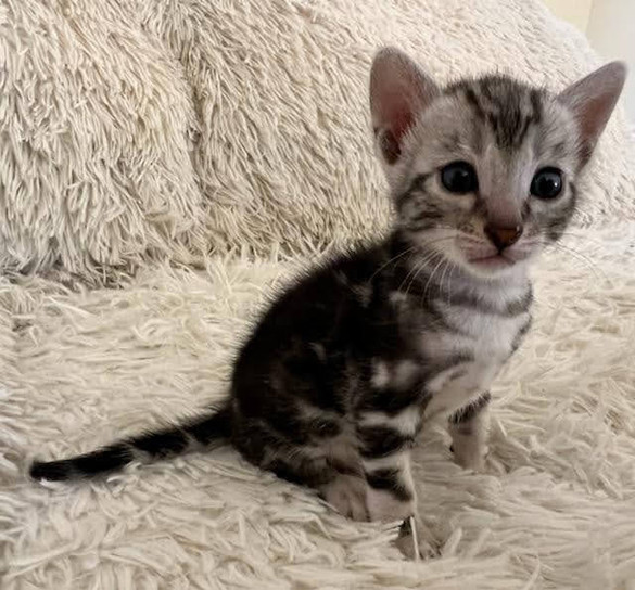 Available Kittens Bengal Kittens Available Mirabell Bengals Denver, Colorado