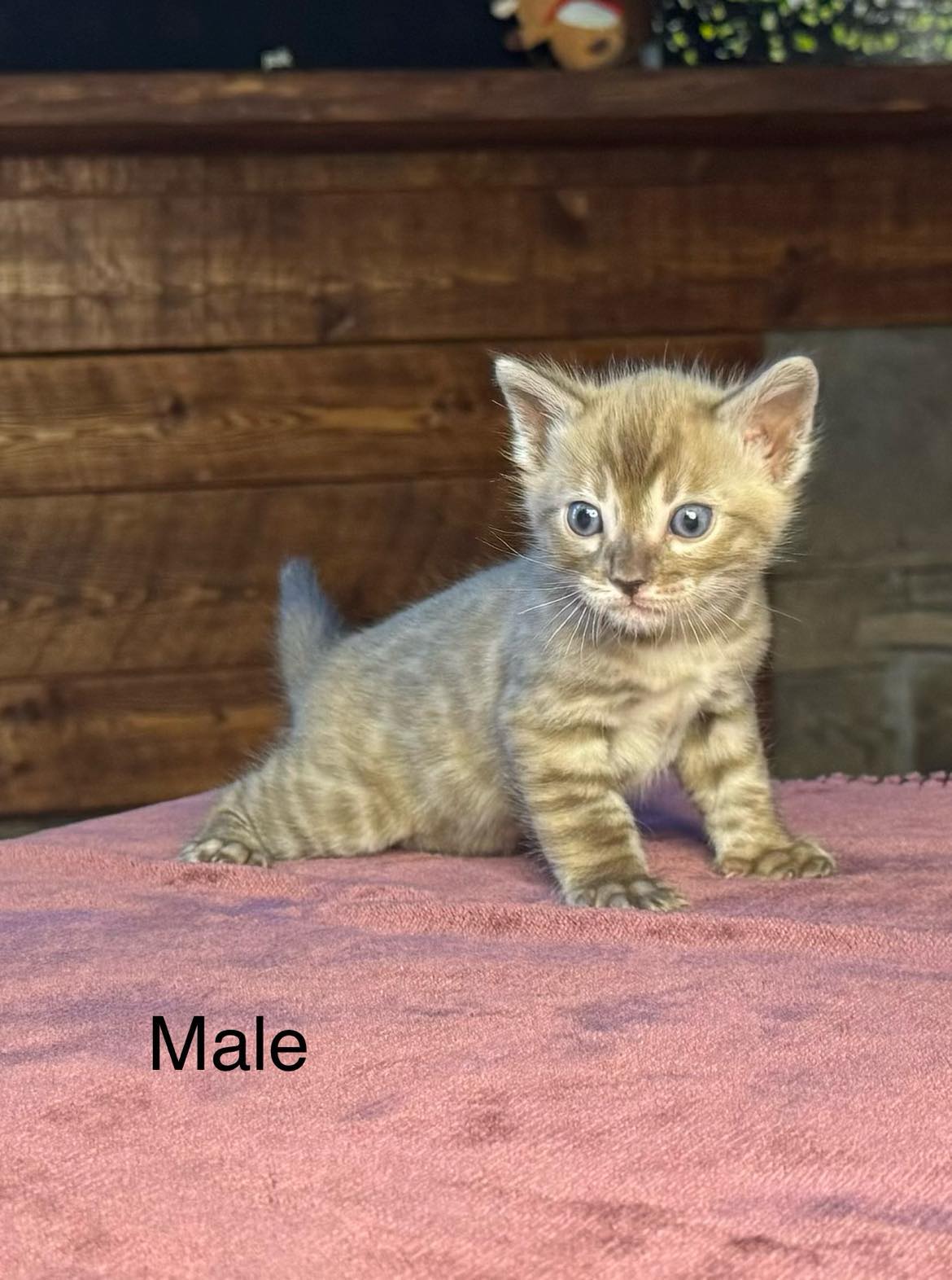 Available Kittens - Bengal Kittens Available | Mirabell Bengals ...