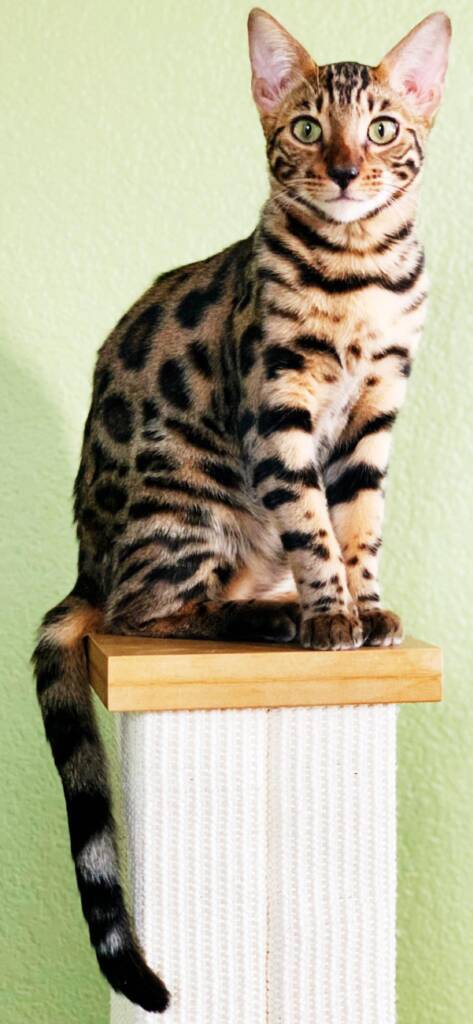 bengal breeding cats for sale