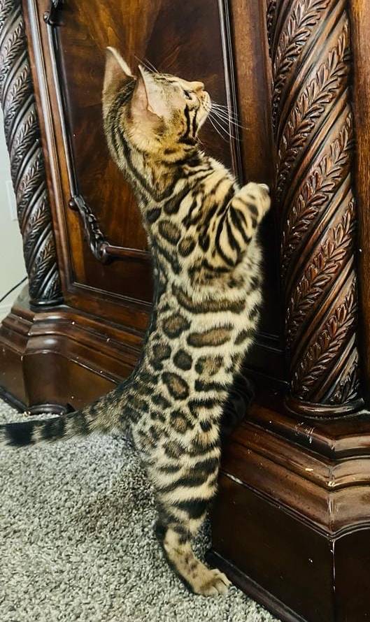 Bengal cats for sale