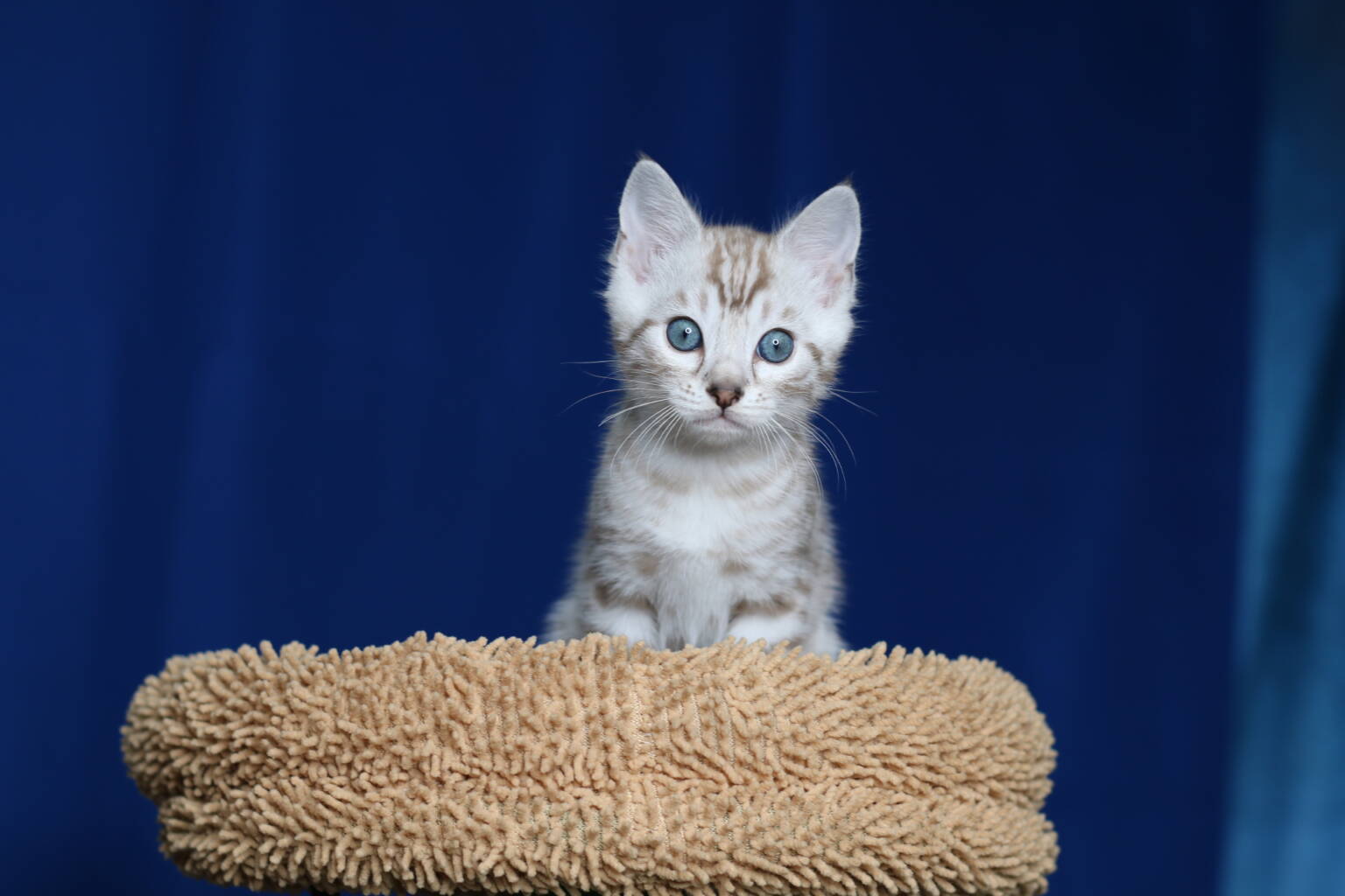 Bengal Cats for Sale by Mirabell Bengals Certified and Trusted