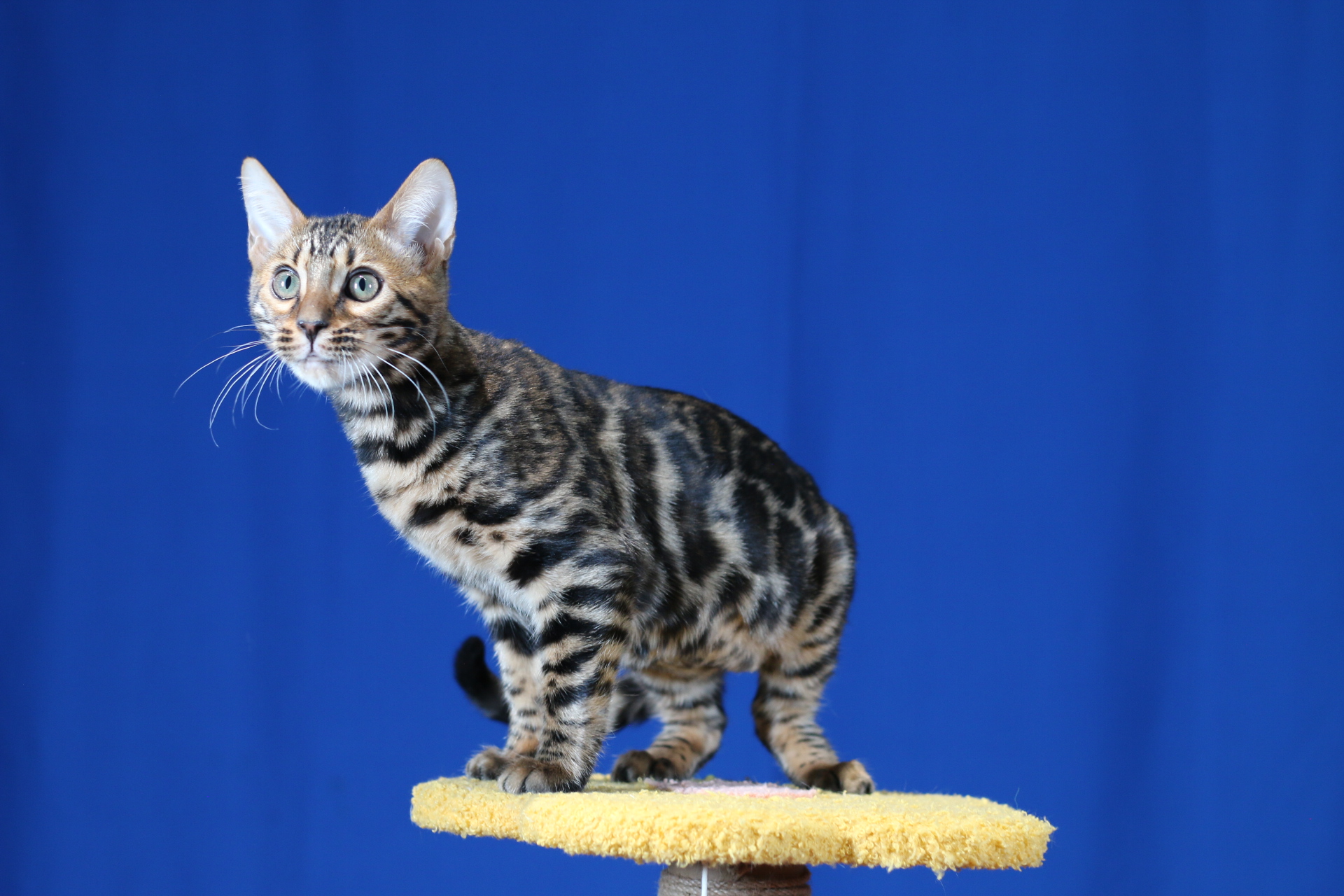 available bengal kittens