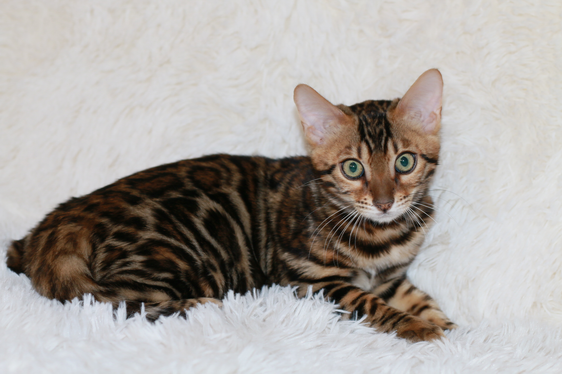 affordable bengal kittens for sale
