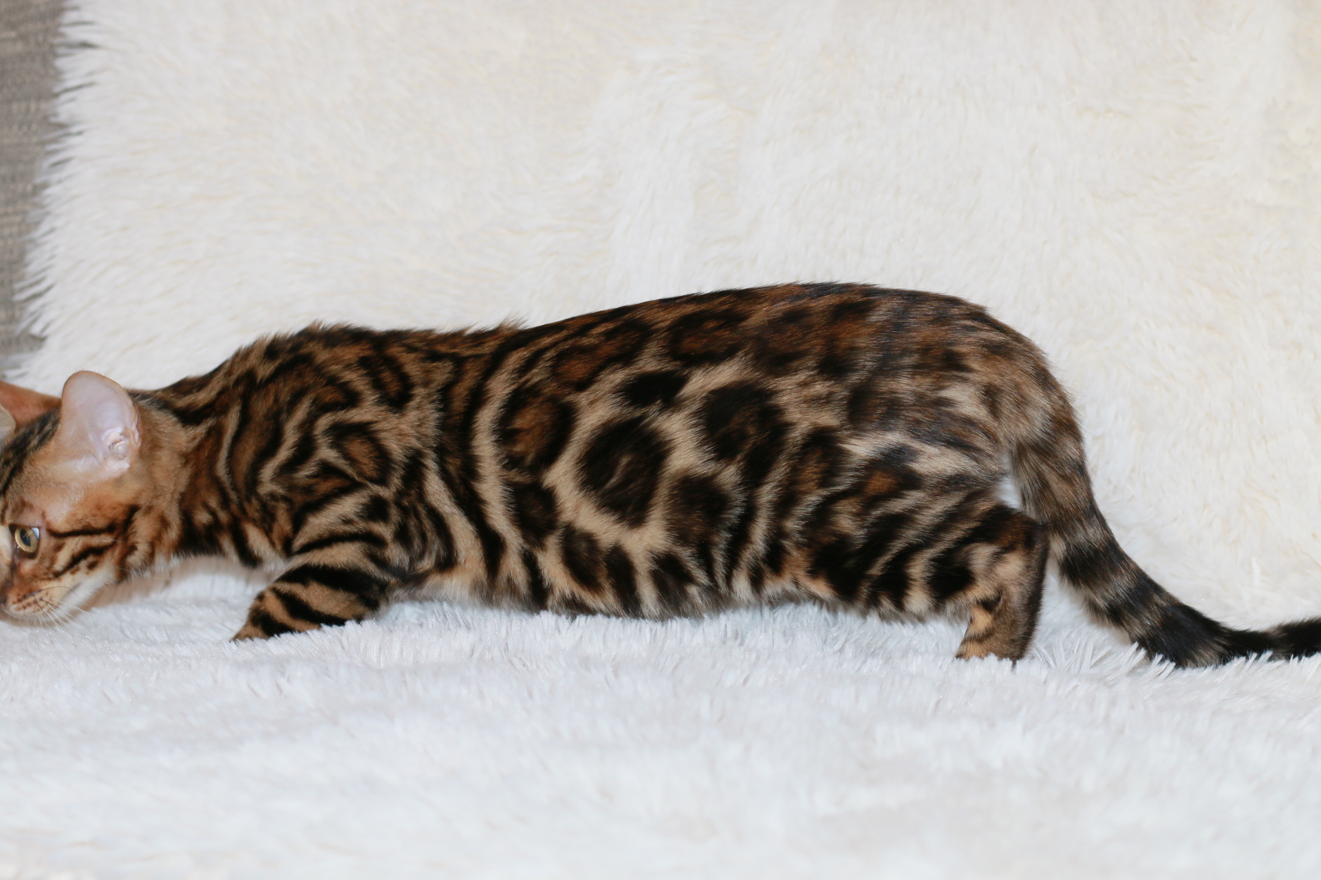 find bengal kittens for sale
