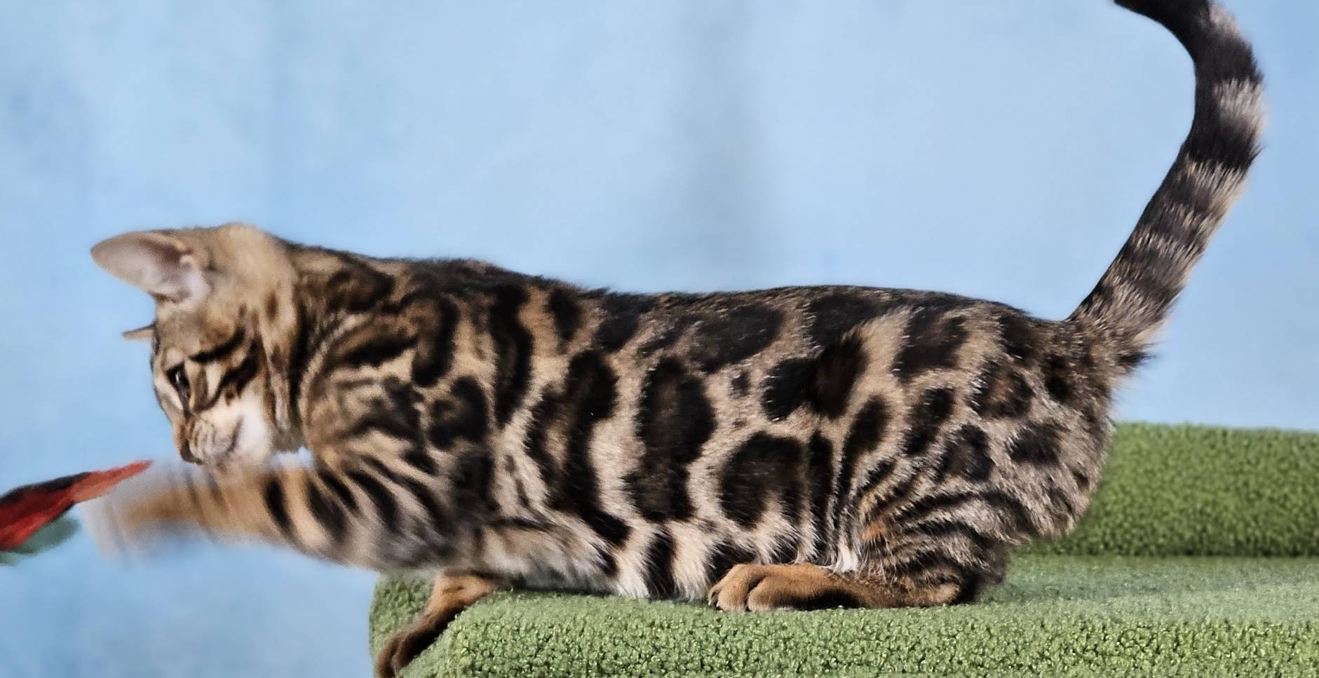BROWN SPOTTED BENGAL KITTEN