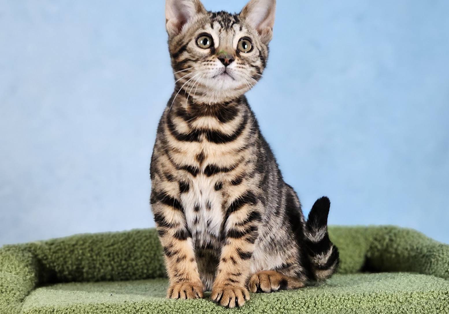 BROWN SPOTTED BENGAL KITTEN